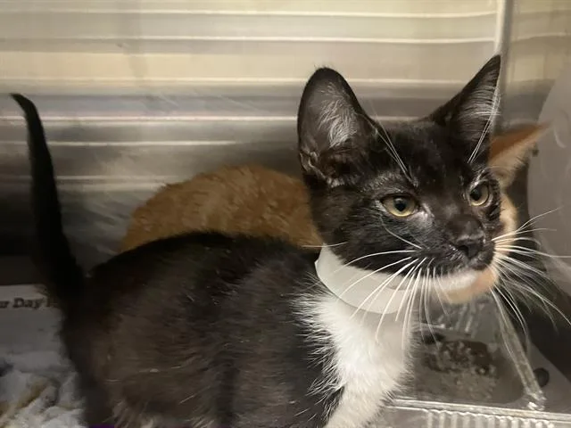A baby small-sized male Domestic Short Hair cat named Victor for adoption in Tustin, CA