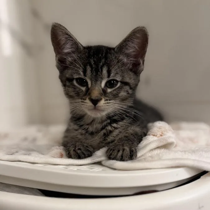A baby small-sized male Brown / Chocolate Domestic Short Hair cat named Bobbie for adoption in Long Island City, NY