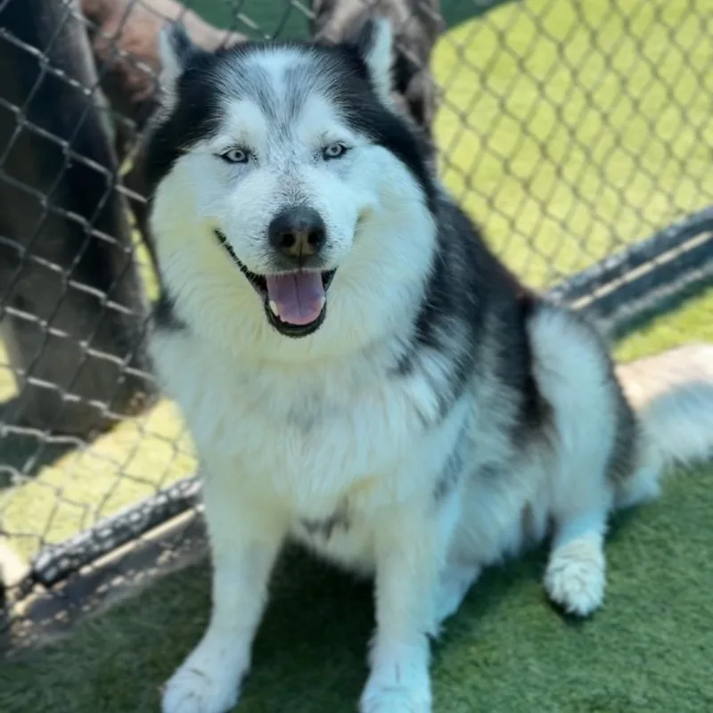 An adult large-sized male Black Alaskan Malamute dog named JoshuaMochi A for adoption in Mission Hills, CA
