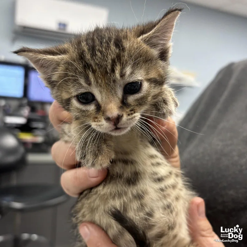 Cinnamon thumbnail 2