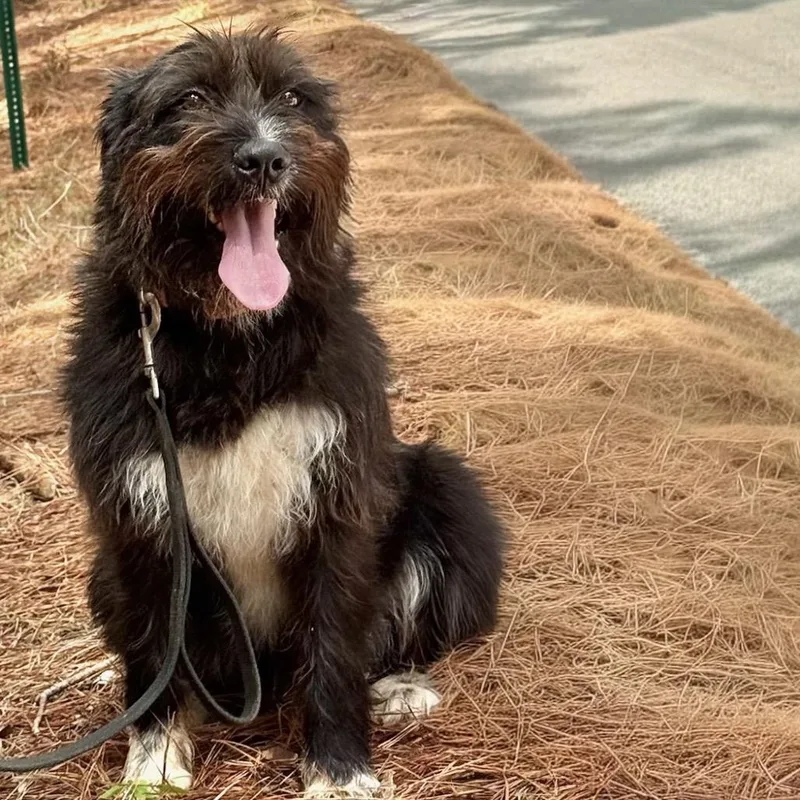 An adult medium-sized male Black Mixed Breed dog named Teddy Bear for adoption in Cedar Park, TX