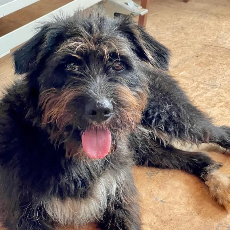 Teddy Bear thumbnail 2