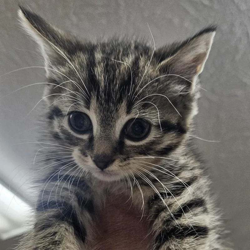 A baby small-sized female Brown / Chocolate Domestic Short Hair cat named Tulip for adoption in Winchester, VA