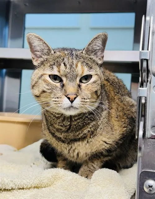 An adult medium-sized female Domestic Short Hair cat named Nala for adoption in Lees Summit, MO