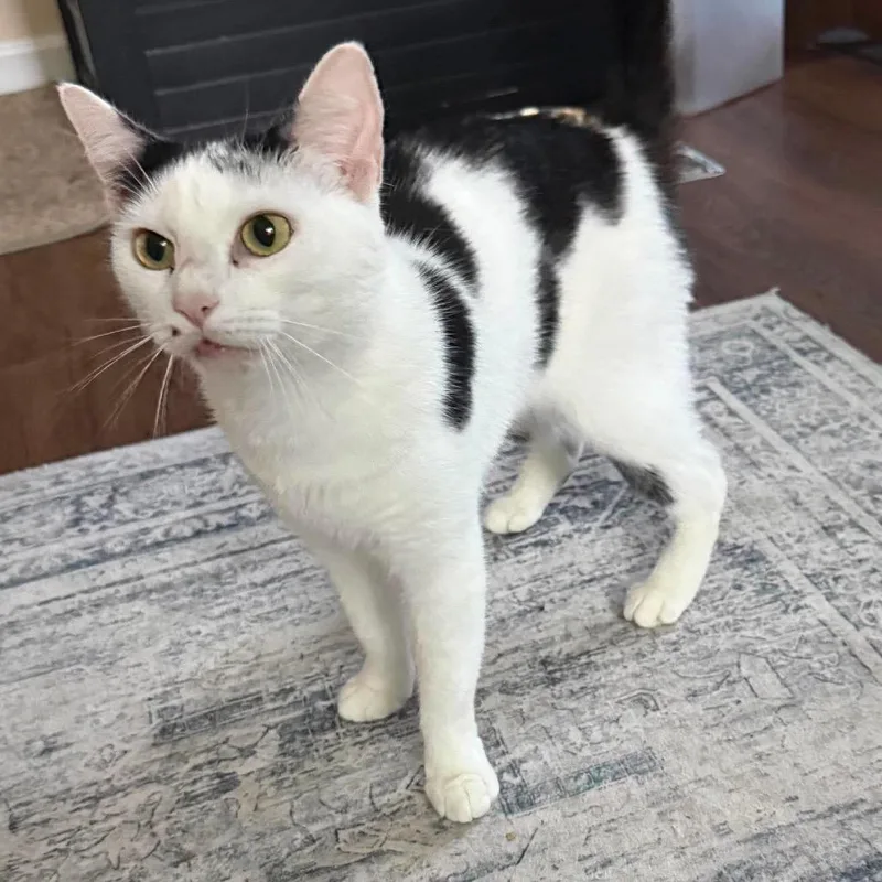 An adult medium-sized female White Domestic Short Hair cat named Cindy Clawford for adoption in Brevard, NC