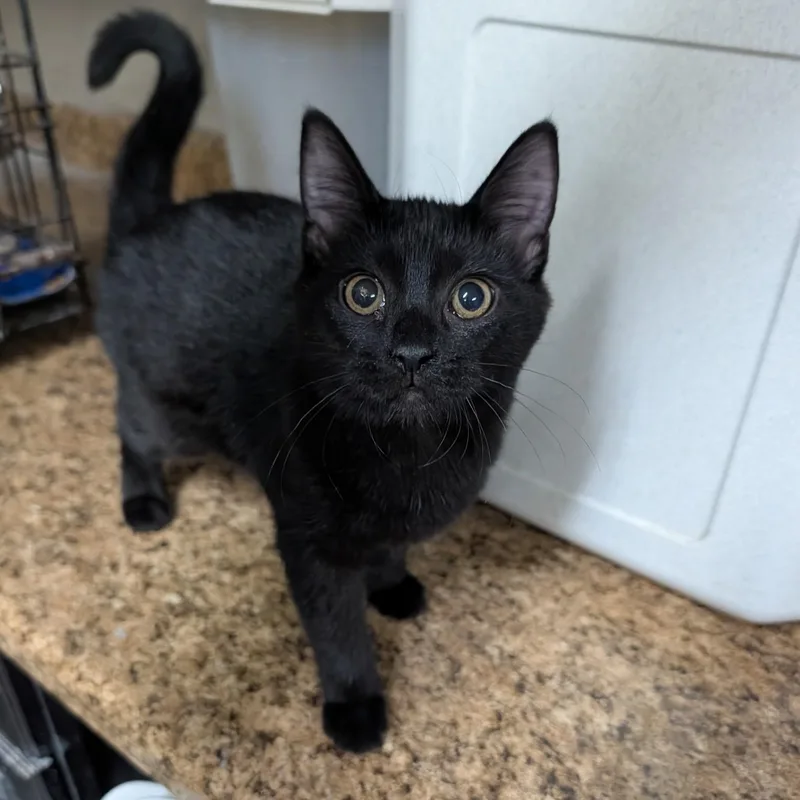 A baby medium-sized female Domestic Short Hair cat named Gidget for adoption in Wilmington, OH