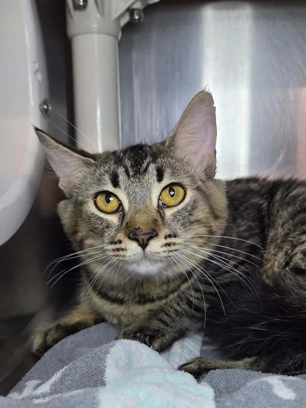 A young medium-sized female Domestic Medium Hair cat named Maxine for adoption in Millersville, MD