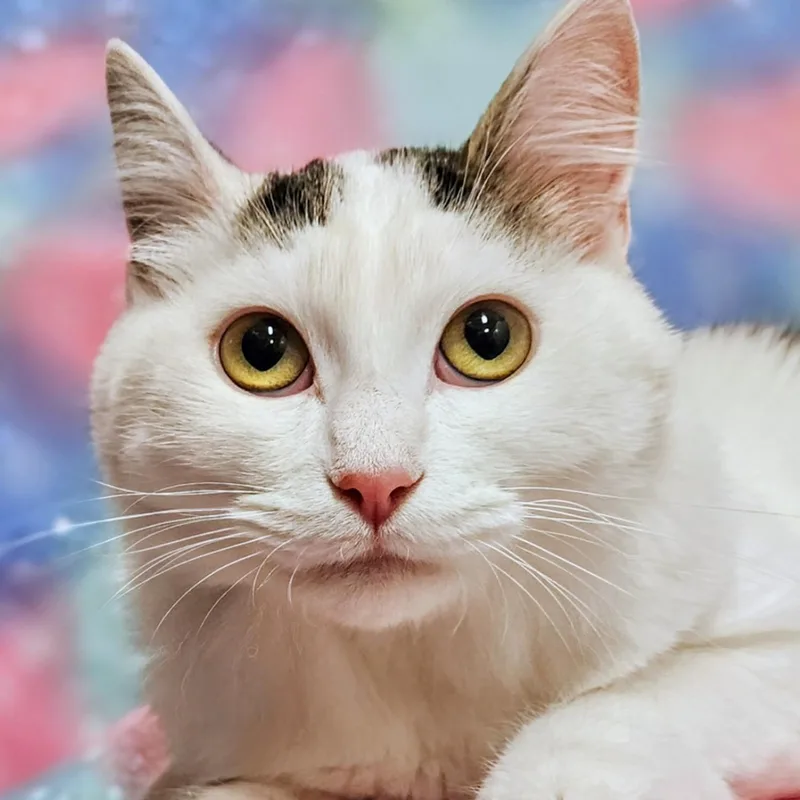 An adult medium-sized female Black & White / Tuxedo Domestic Short Hair cat named Maxie  Rancho Cucamonga for adoption in Yorba Linda, CA