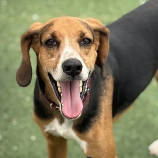 An adult medium-sized male Hound dog named Jerry for adoption in Cherryfield, ME