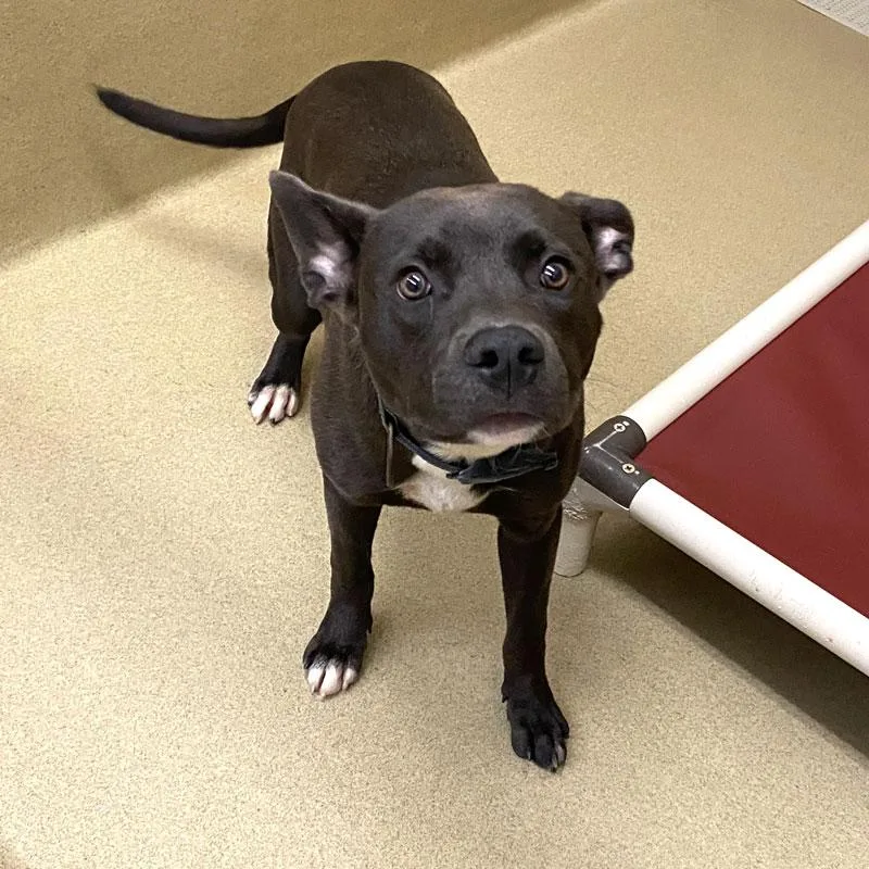 A young medium-sized male Gray / Blue / Silver Pit Bull Terrier dog named Zakk Wylde for adoption in Monroe, GA