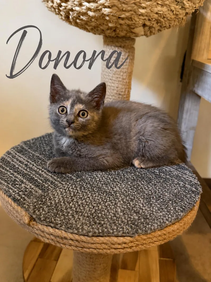 A baby small-sized female Dilute Calico Domestic Short Hair cat named Donora for adoption in Seven Valleys, PA