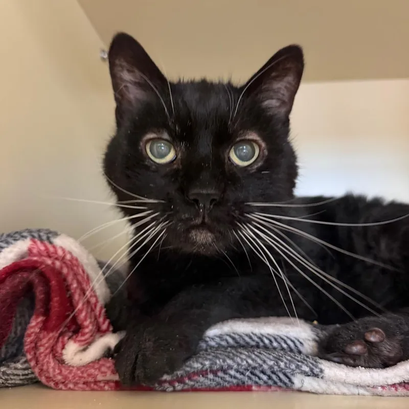 A senior large-sized male Black Domestic Short Hair cat named Chester for adoption in DeKalb, IL