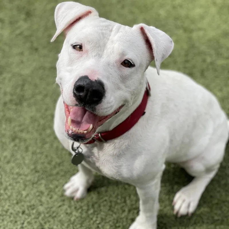A senior medium-sized female White / Cream Pit Bull Terrier dog named Sparkles for adoption in Apache Junction, AZ
