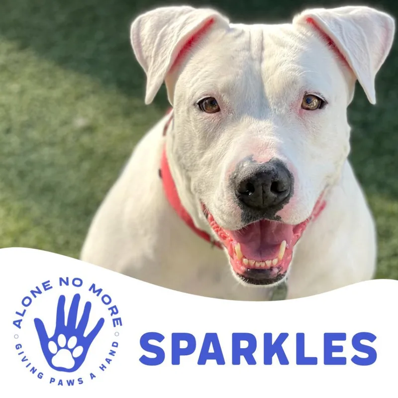 Sparkles thumbnail 5