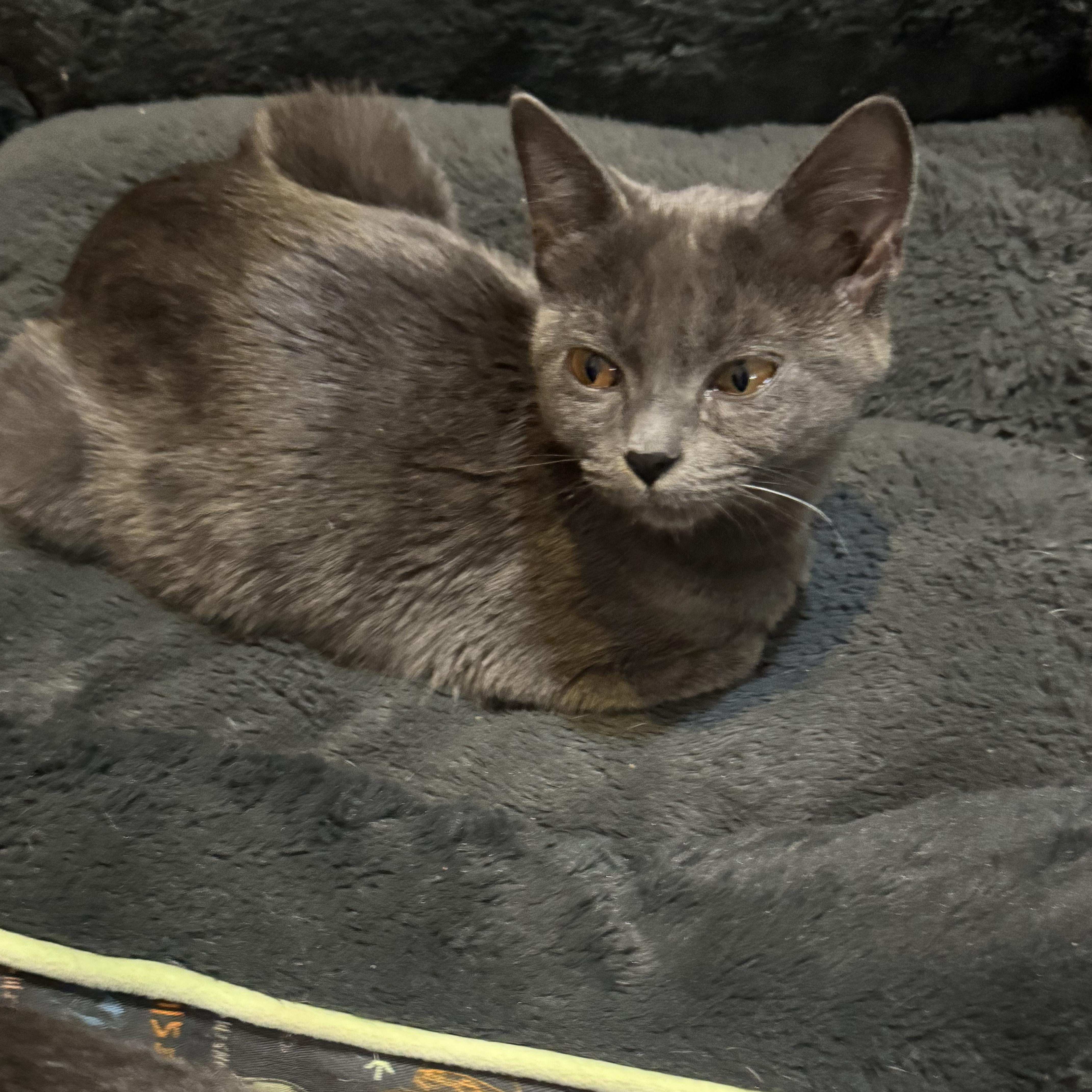 A baby medium-sized female Gray / Blue / Silver Russian Blue cat named Dream for adoption in Miami, FL