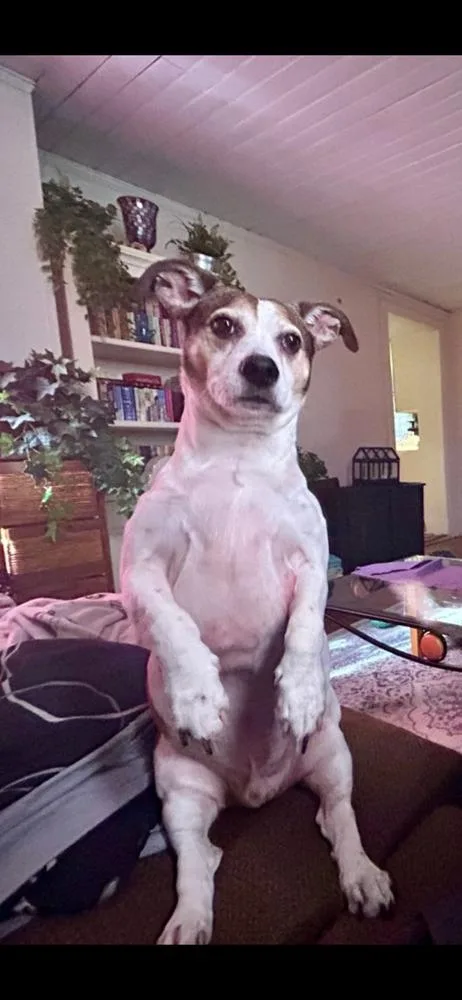 Courtesty Post  Louie