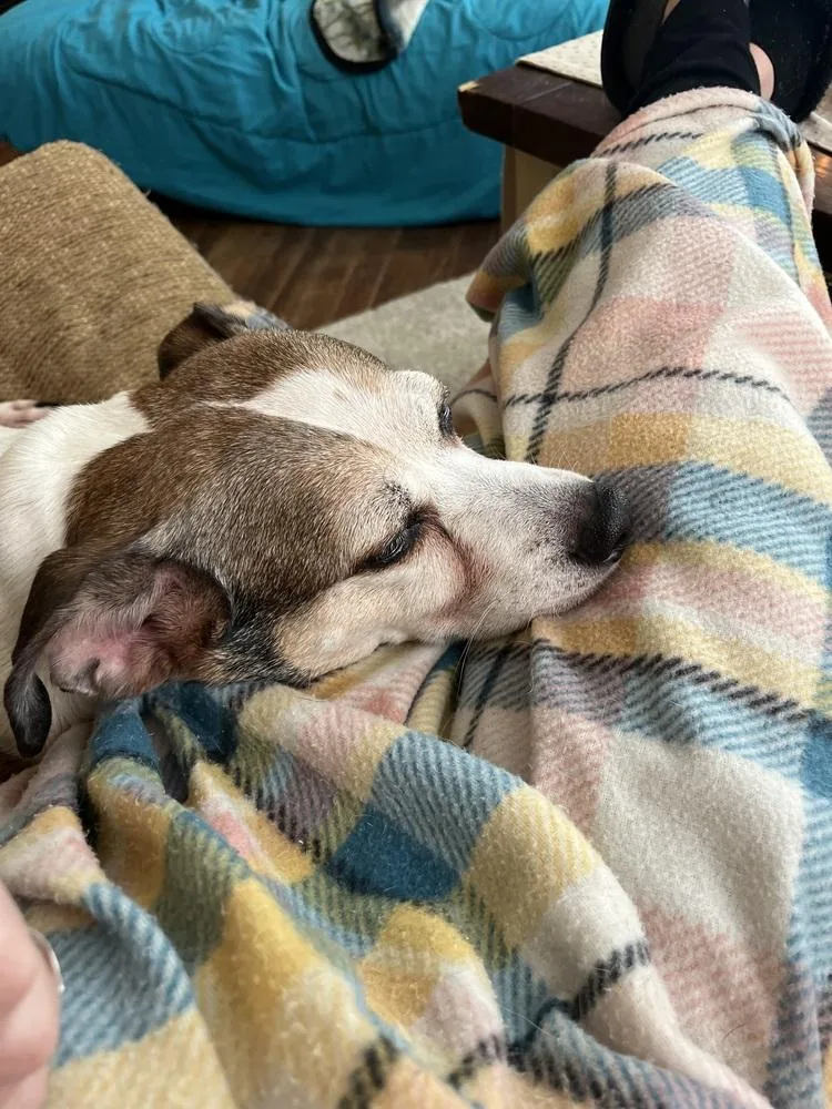 Courtesty Post  Louie thumbnail 2