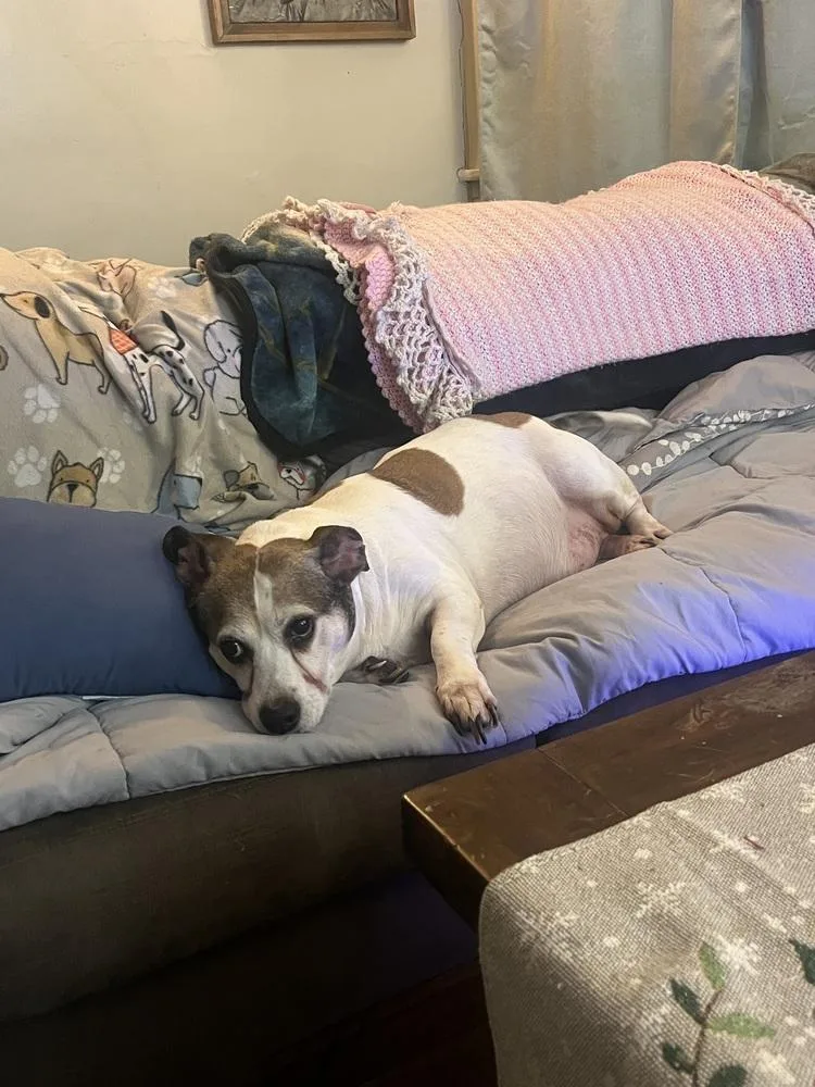 Courtesty Post  Louie thumbnail 3