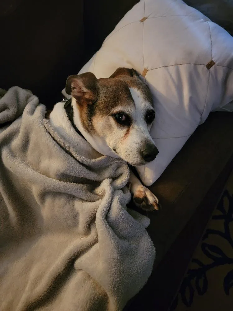 Courtesty Post  Louie thumbnail 5