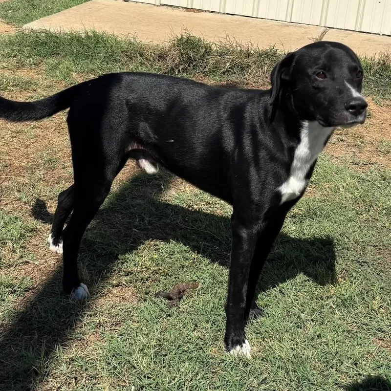 An adult medium-sized male Black Border Collie dog named Chidley for adoption in Hackett, AR