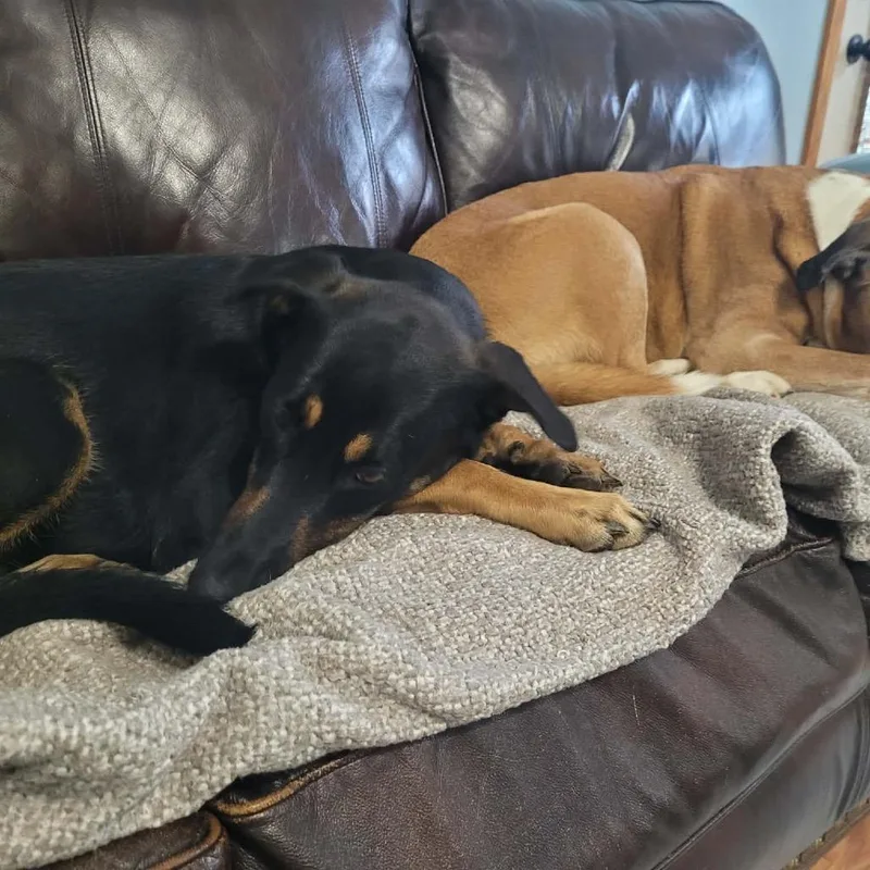 A young large-sized female Black German Shepherd Dog dog named Peanut for adoption in Avon, OH