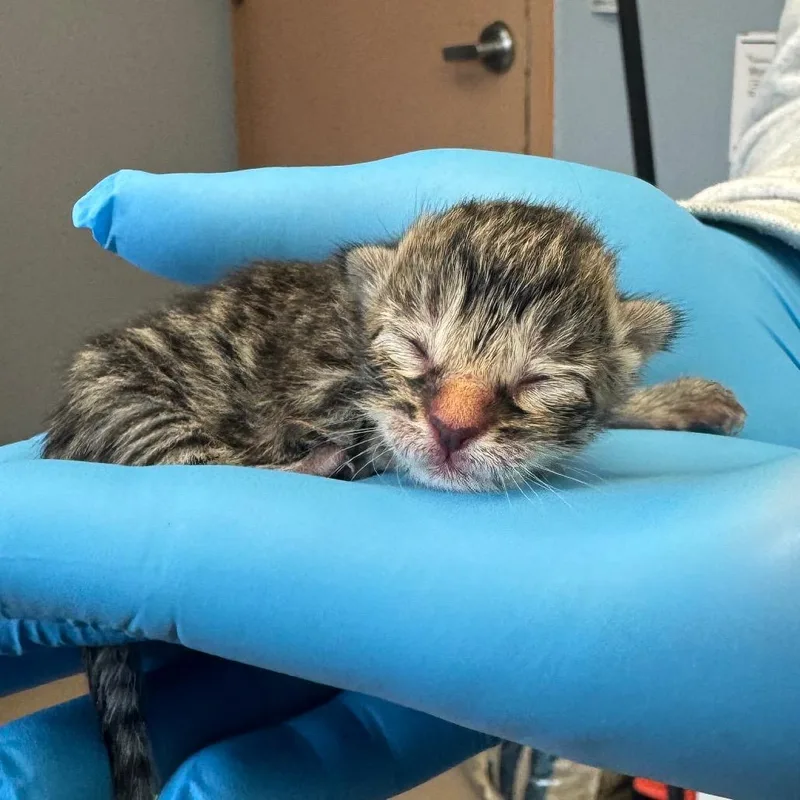 A baby small-sized female Domestic Short Hair cat named Chanterelle for adoption in Easton, PA