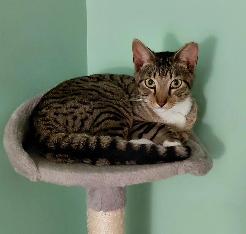 A baby medium-sized male Tabby (Brown / Chocolate) Tabby cat named Billy for adoption in Melbourne, FL