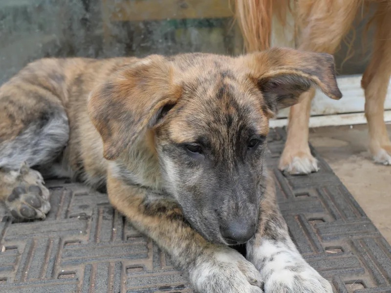 A baby large-sized male Anatolian Shepherd dog named Maples for adoption in Boulder, CO
