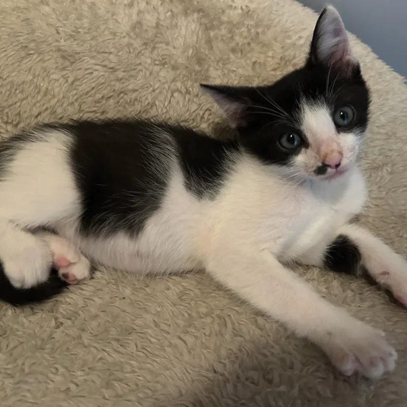 A baby small-sized male Black Domestic Short Hair cat named Sanford FKA Tiny Sandworm for adoption in West Palm Beach, FL