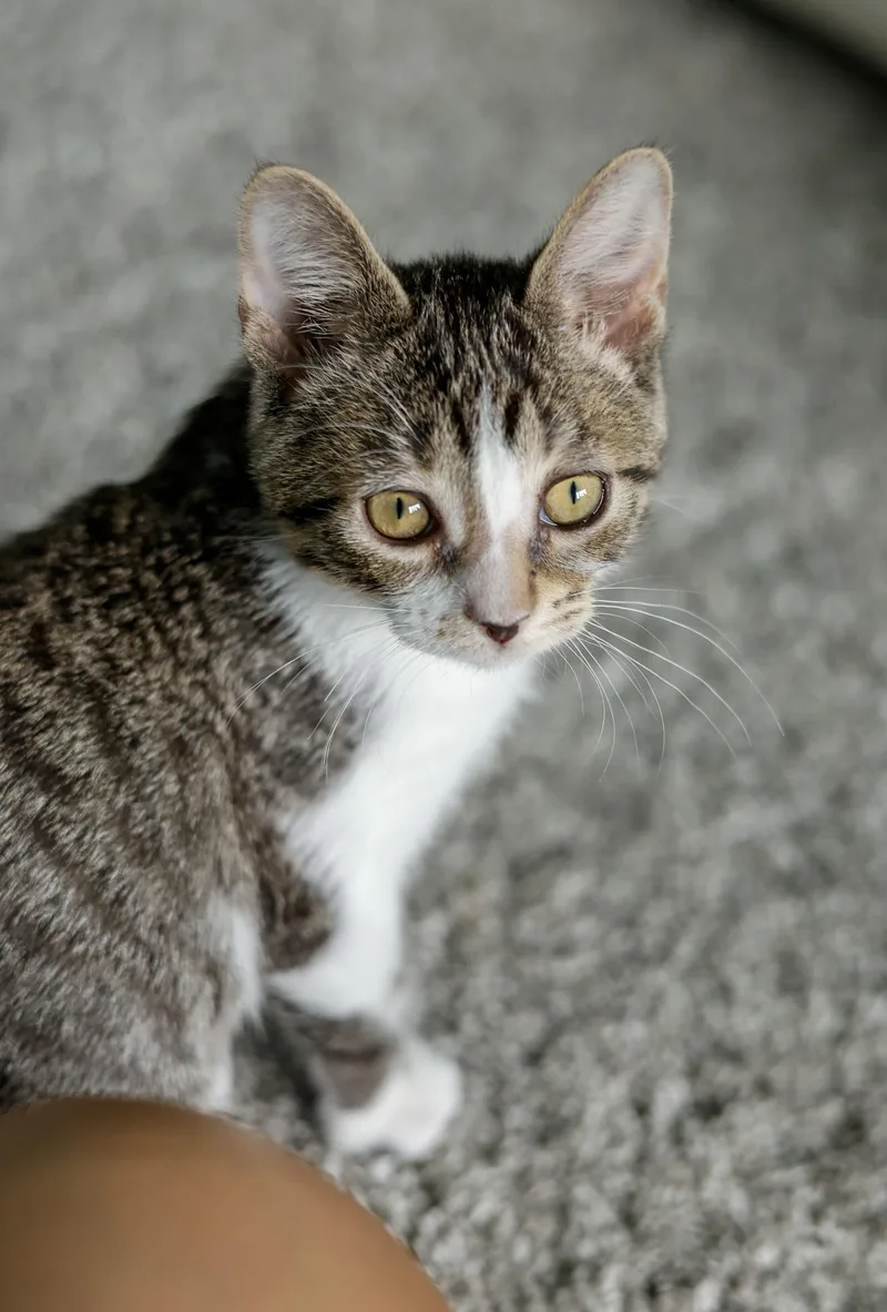 A baby small-sized male Domestic Short Hair cat named Dirty Martini for adoption in Lockport, IL