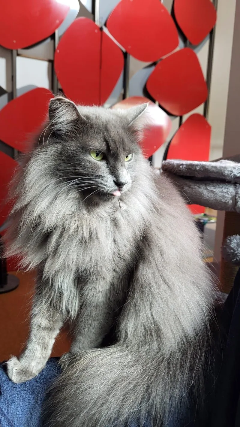 Fifi And Tino thumbnail 2