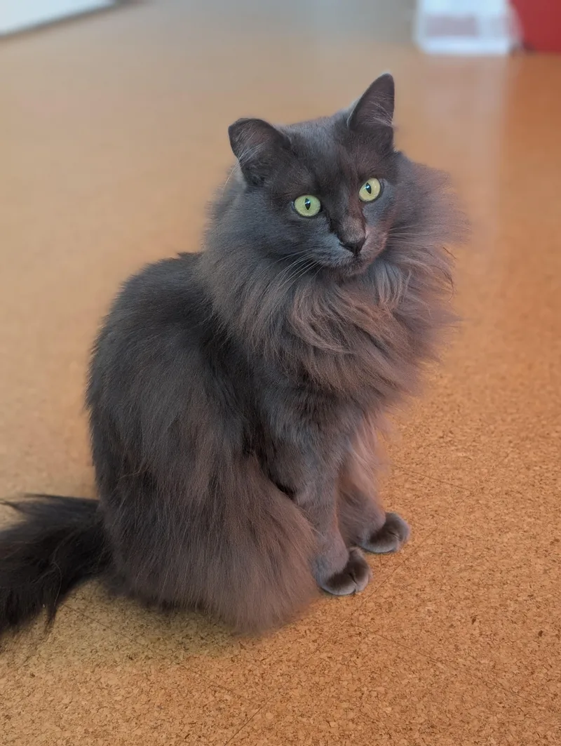 Fifi And Tino thumbnail 4