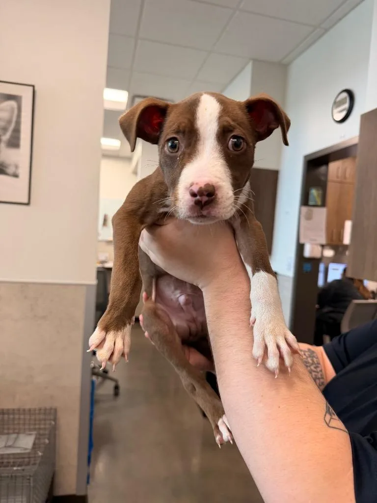 A baby medium-sized male Pit Bull Terrier dog named Chip Skylark for adoption in Clarksville, TN