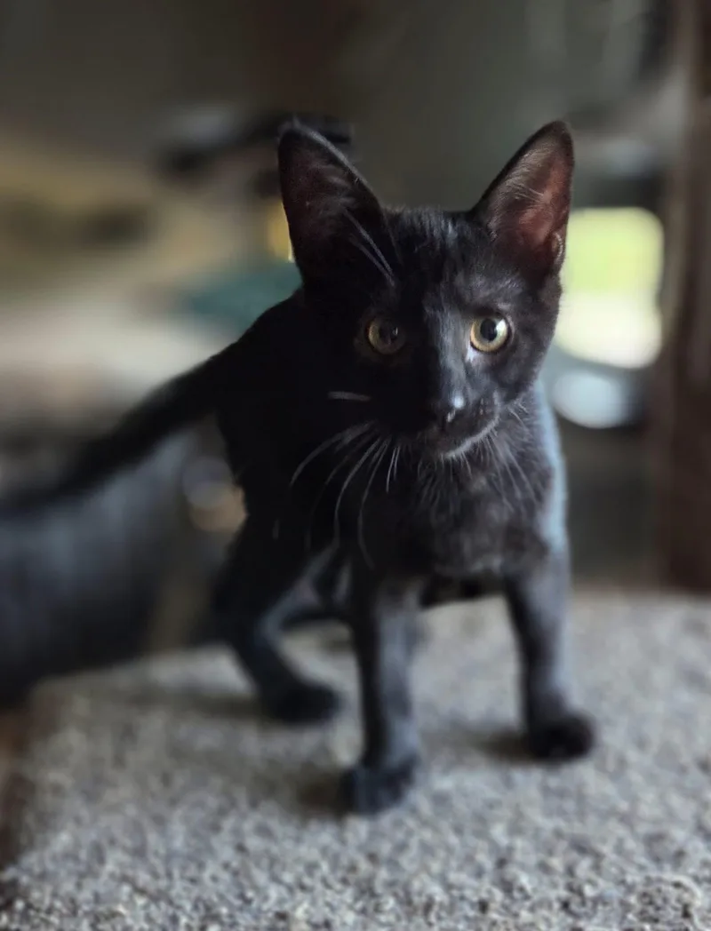A baby medium-sized male Black Domestic Short Hair cat named Grapefruit for adoption in Manhattan, KS