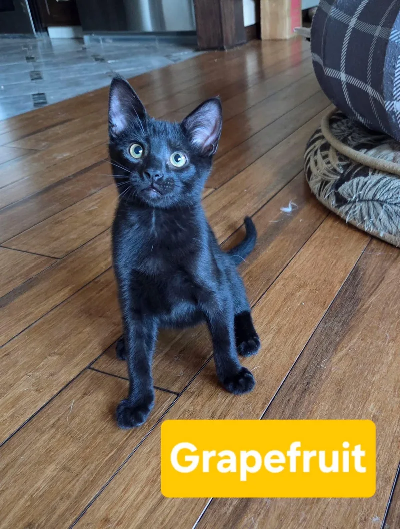 Grapefruit thumbnail 4