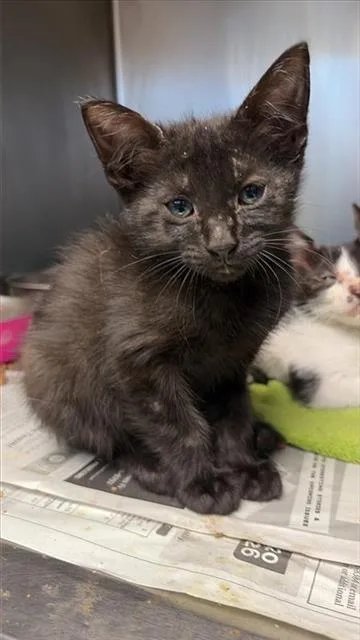 A baby small-sized female Domestic Short Hair cat named Peggy for adoption in San Antonio, TX