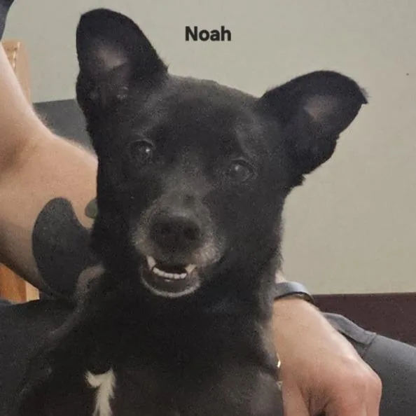 Noah