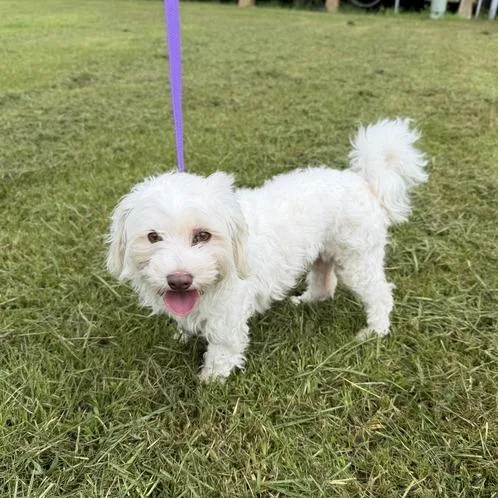 An adult small-sized female White / Cream Maltese dog named Foxy Moxie for adoption in Carencro, LA