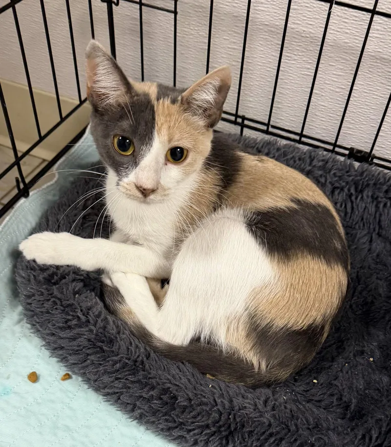 A young medium-sized female Domestic Short Hair cat named Flamingo for adoption in Satellite Beach, FL