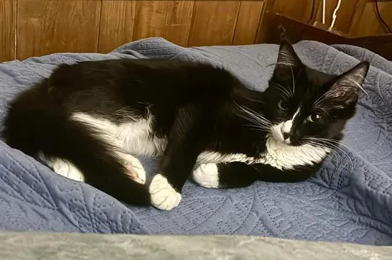 A young medium-sized male Black & White / Tuxedo Maine Coon cat named Figaro for adoption in Ennis, TX