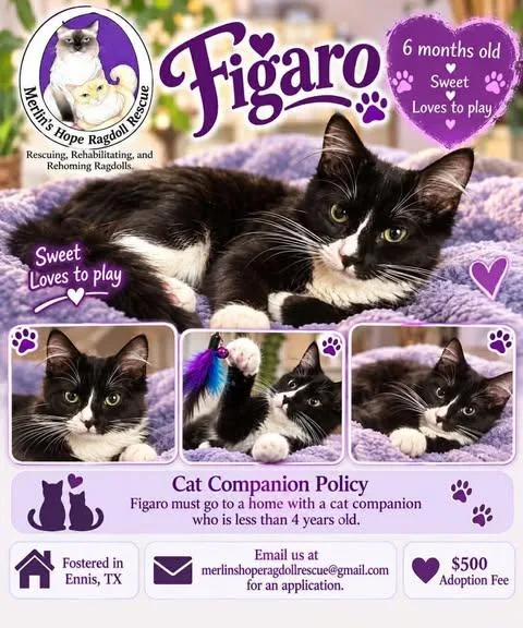 Figaro thumbnail 2