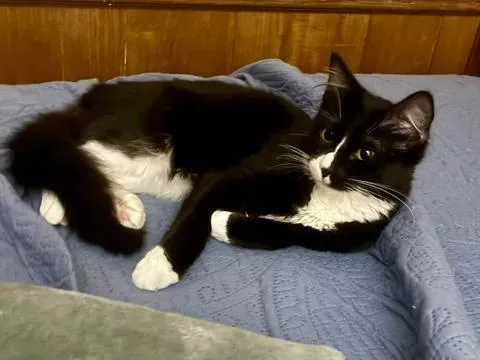Figaro thumbnail 3