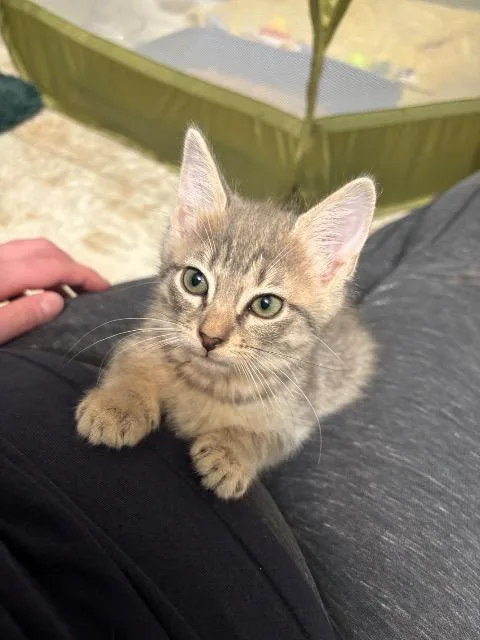 A baby small-sized female Domestic Short Hair cat named Anemone for adoption in New Braunfels, TX