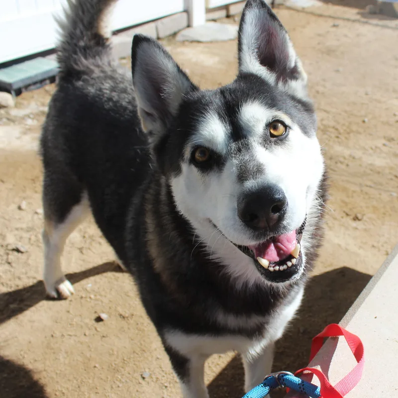 An adult large-sized female Husky dog named Aspen for adoption in Yucca Valley, CA