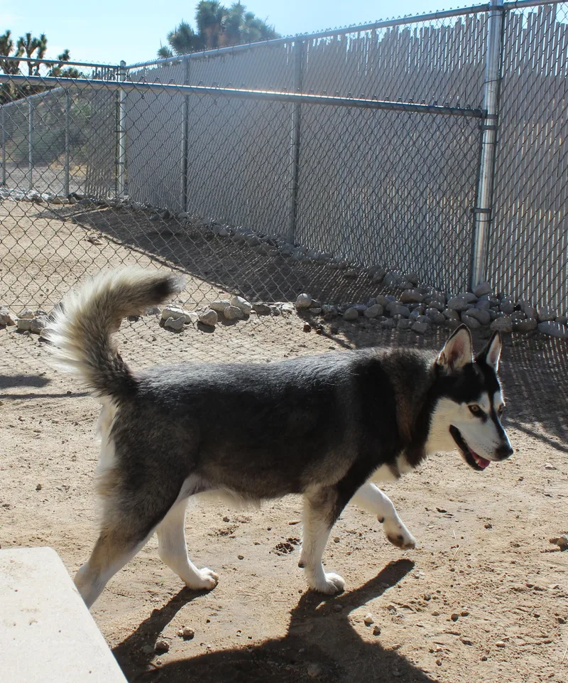 Aspen thumbnail 4