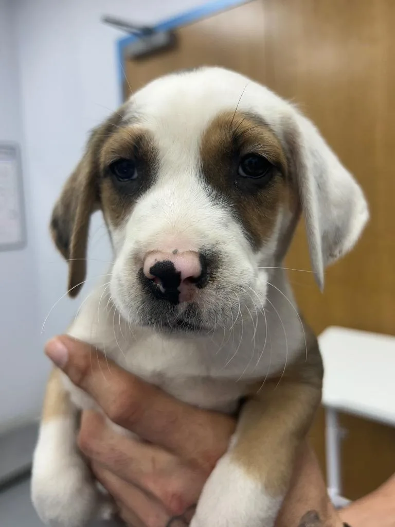 A baby small-sized male Hound dog named Brice for adoption in Hartsville, SC