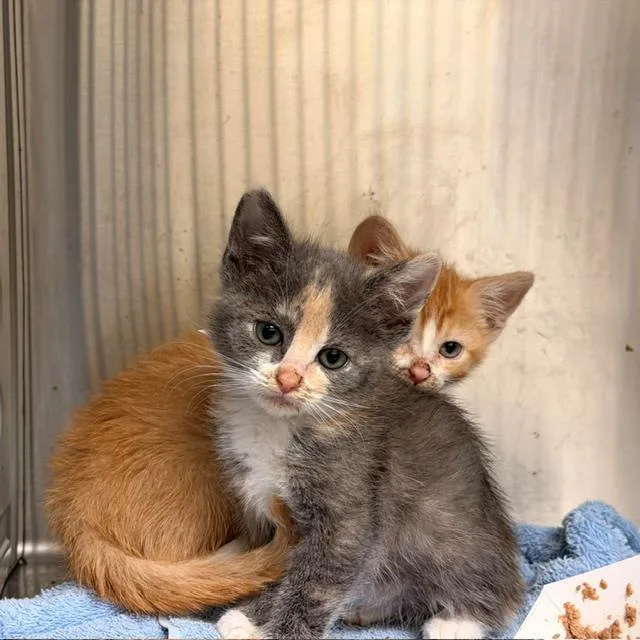 A baby small-sized female Domestic Short Hair cat named Stella for adoption in Tustin, CA