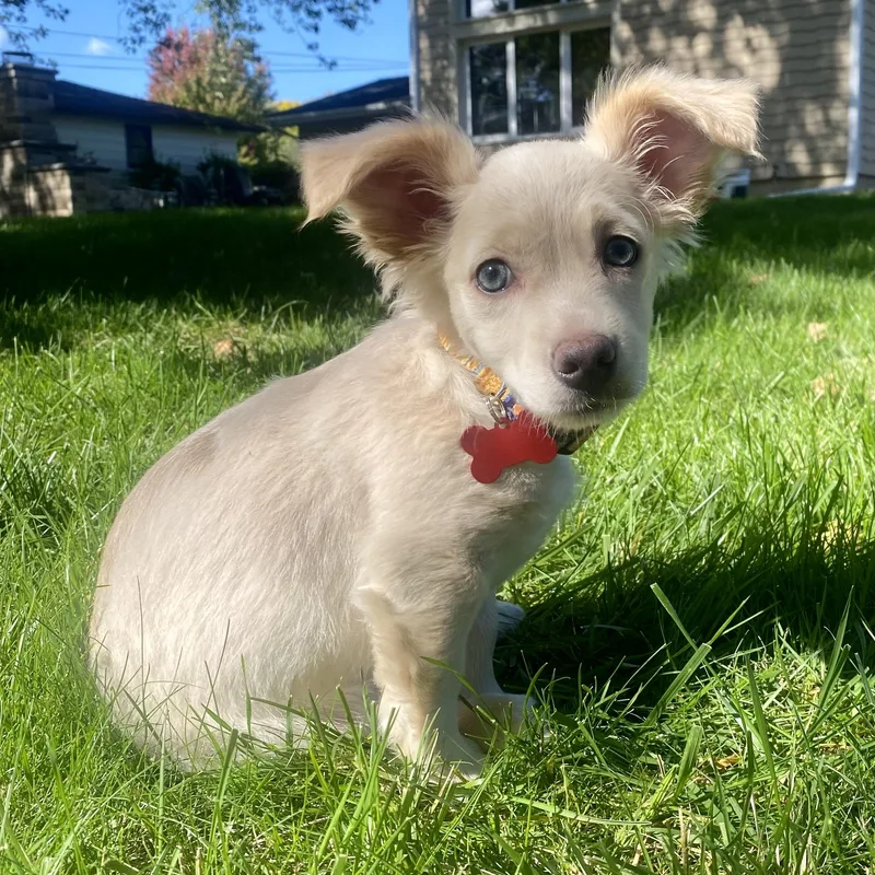 A baby small-sized male White / Cream Mixed Breed dog named Casper for adoption in Prior Lake, MN