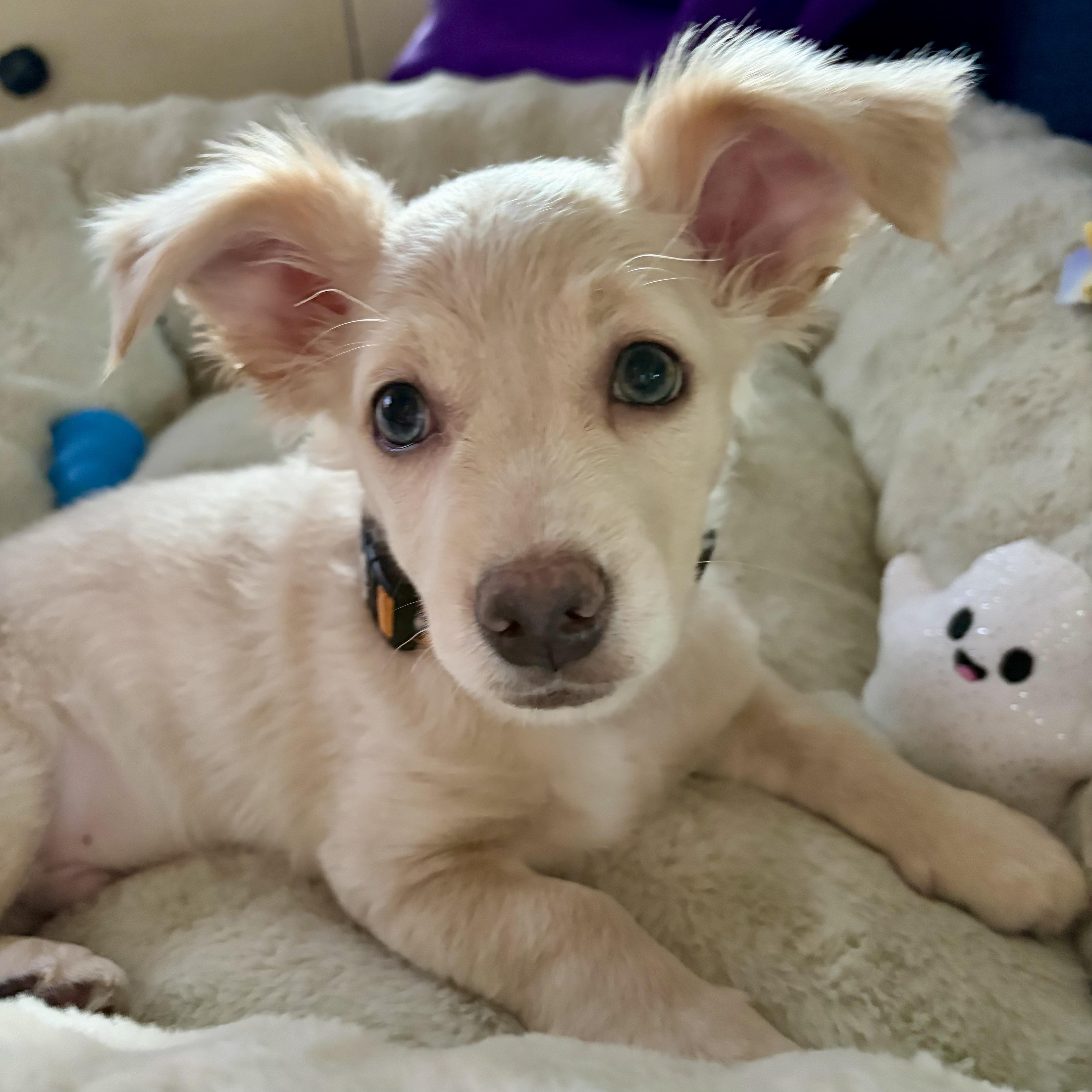 Casper thumbnail 3