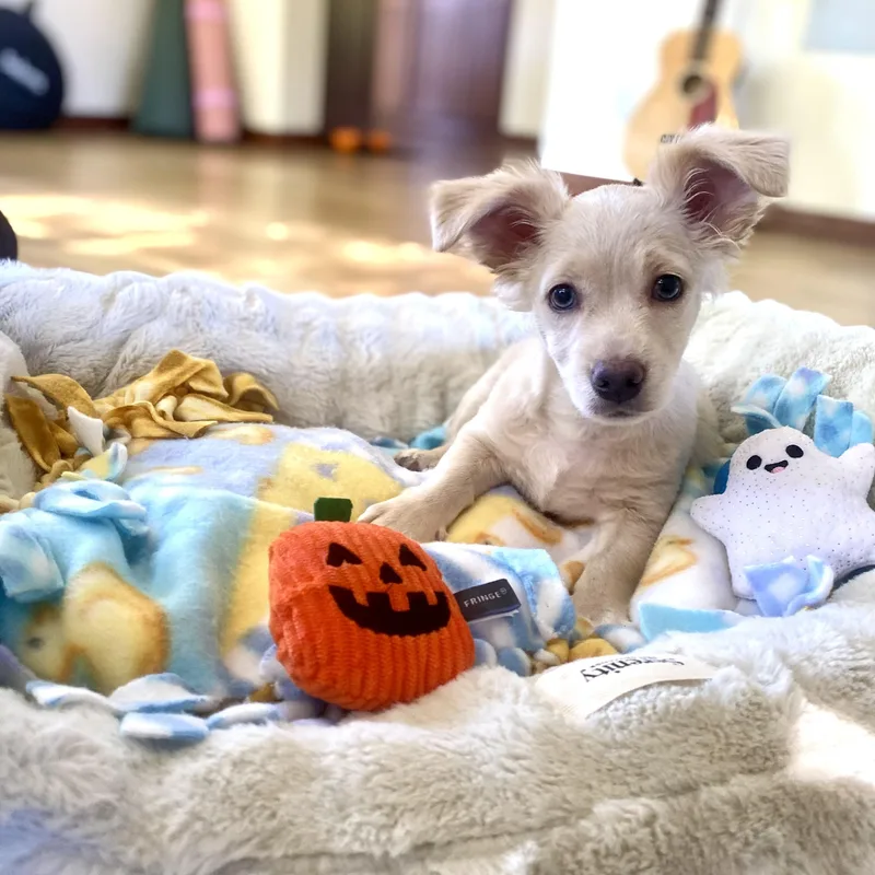 Casper thumbnail 4